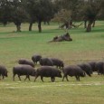 Termes au sujet du jambon ibérique pata negra Je vous laisse ici quelques termes au sujet du Jambon iberique pata negra. Je suis sure que vous avez déjà entendu parler de certains de ces mots mais vous ne...